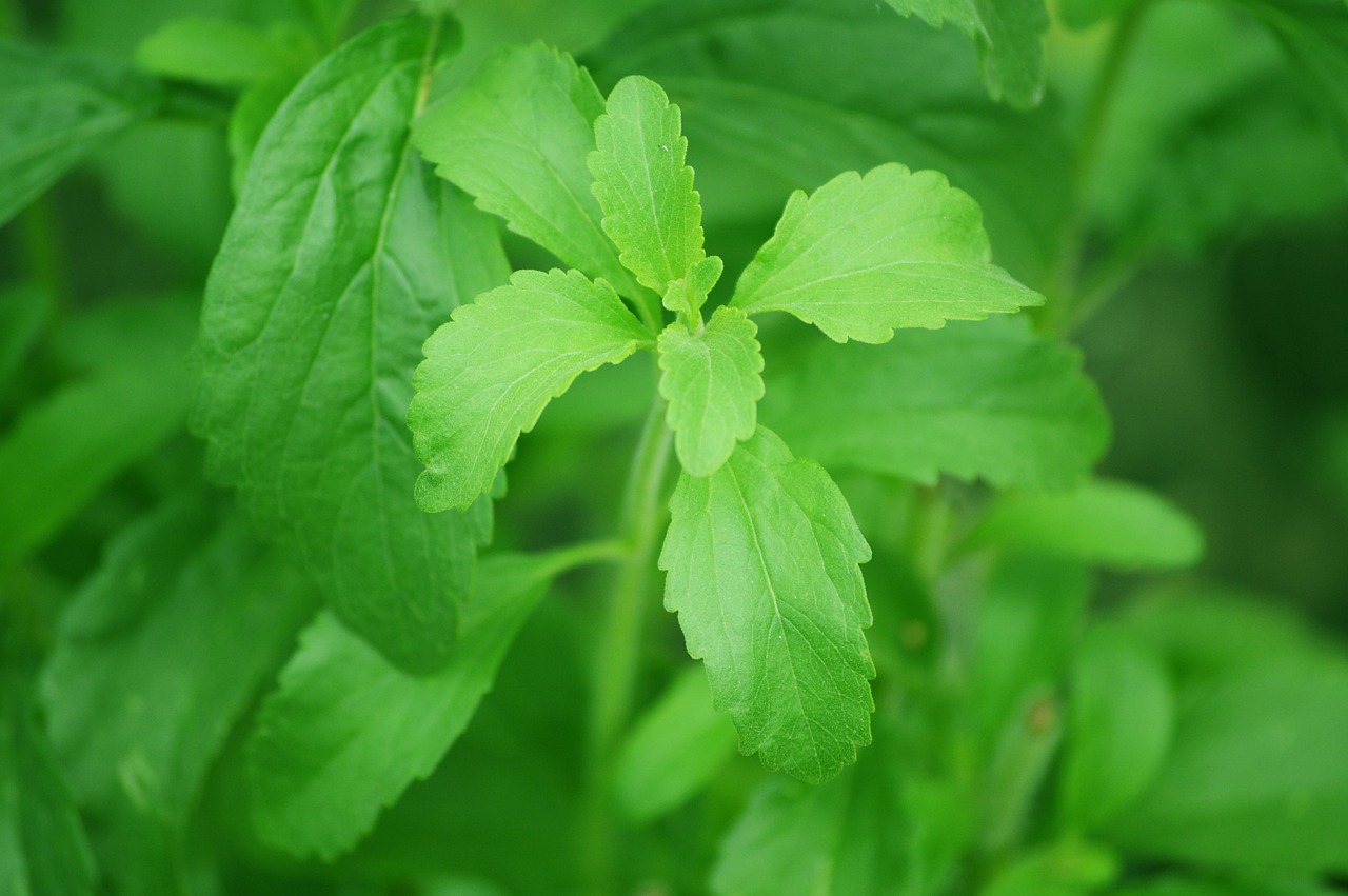 Image - stevia leaf sugar plant sweetness