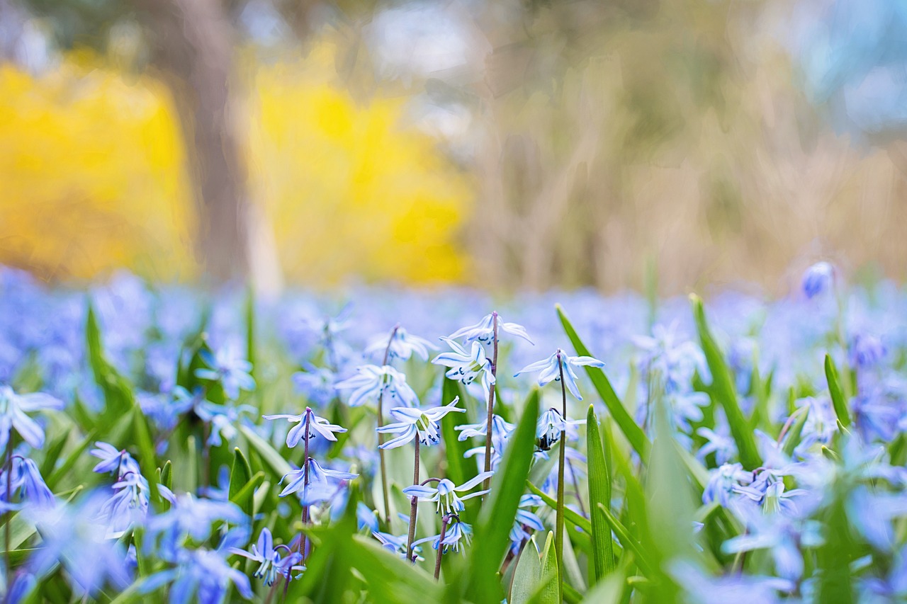 Image - spring flowers country nature