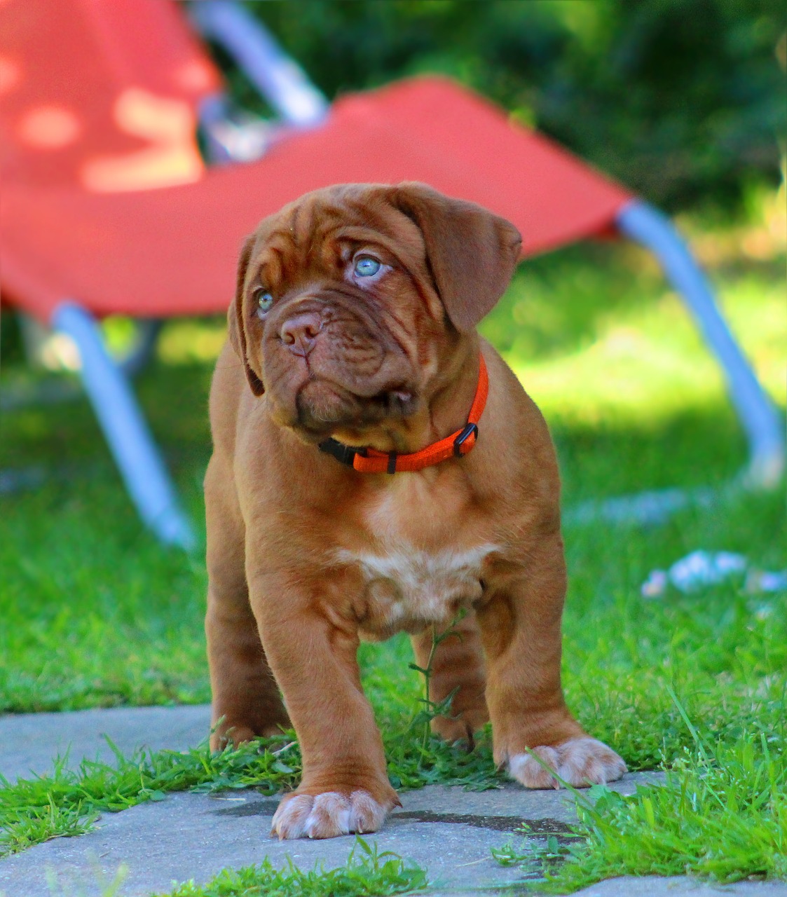 Image - dog dogue de bordeaux puppy