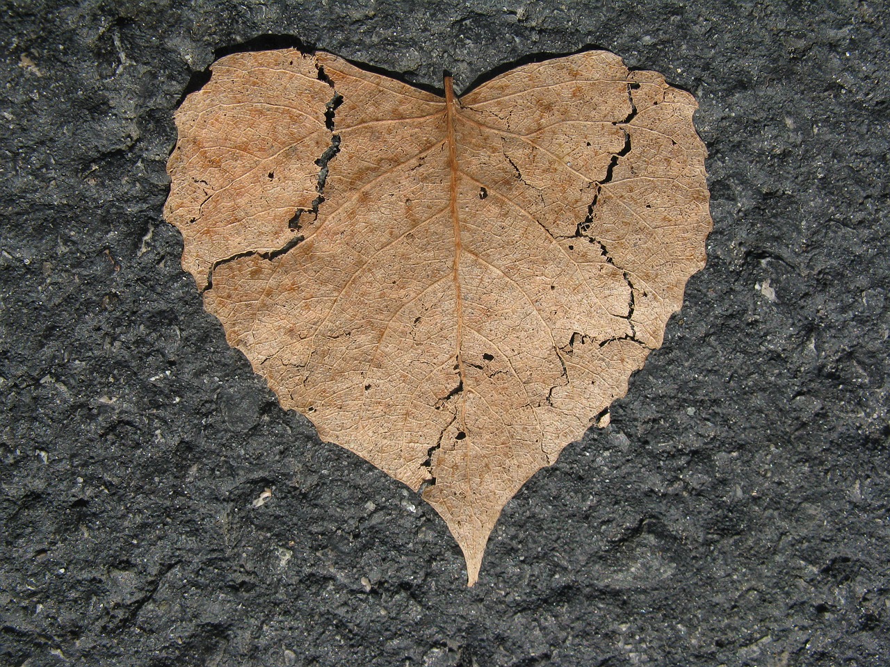 Image - heart broken nature love shape