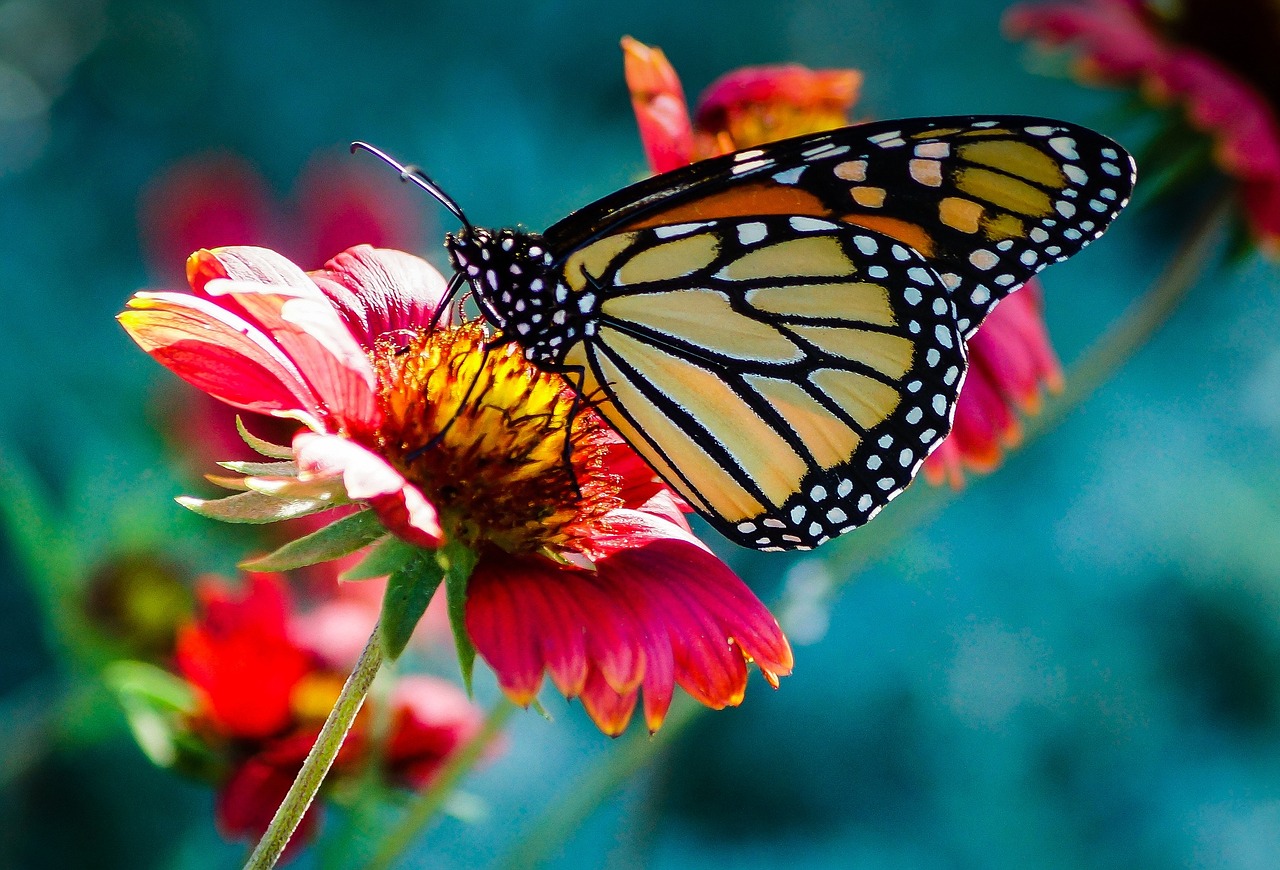 Image - butterfly flower macro nature