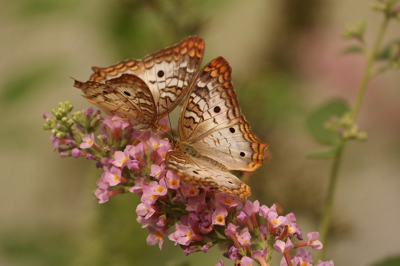 Image - butterfly macro insects nature