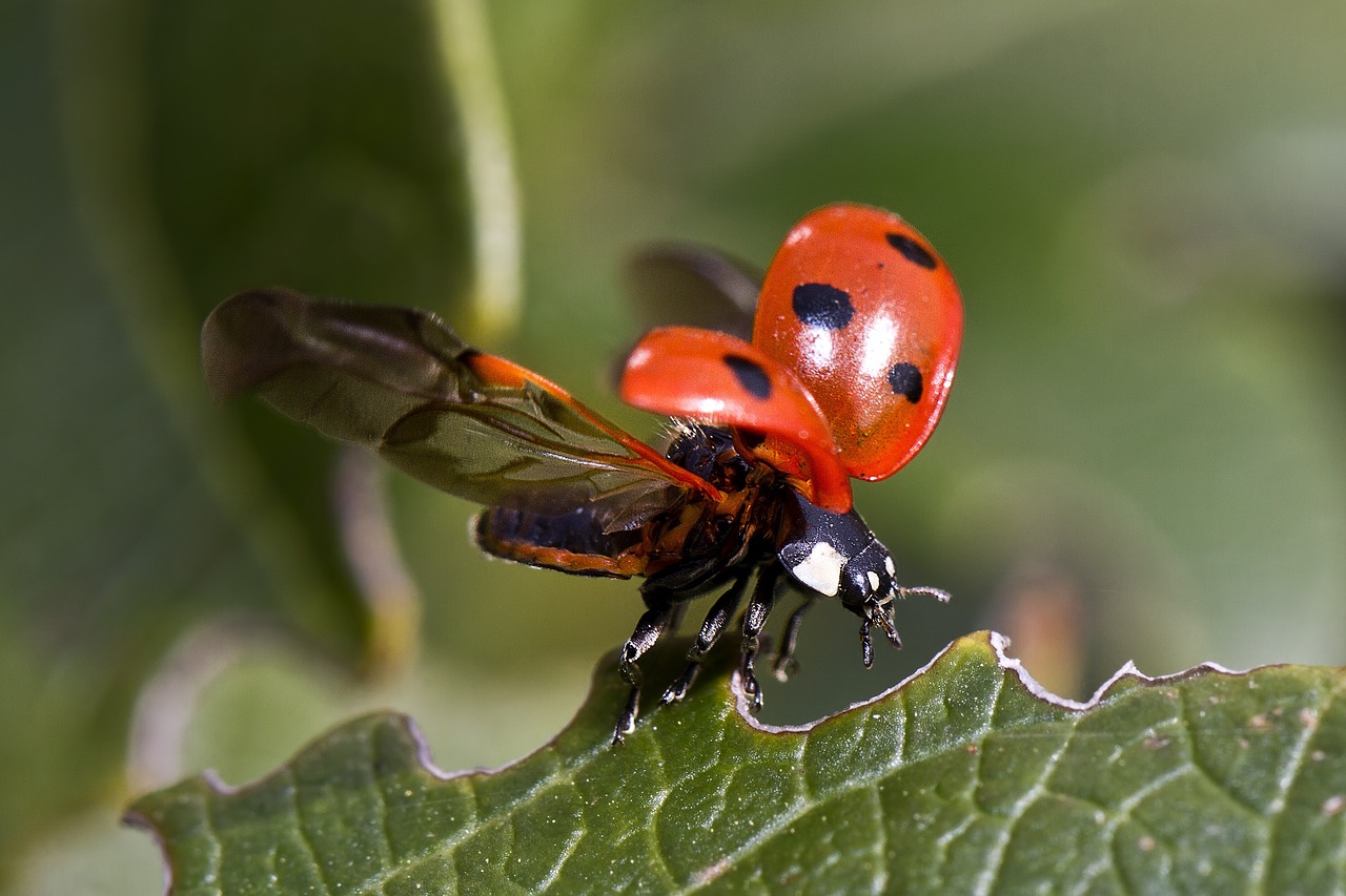 Image - ladybug flight beetle insect macro