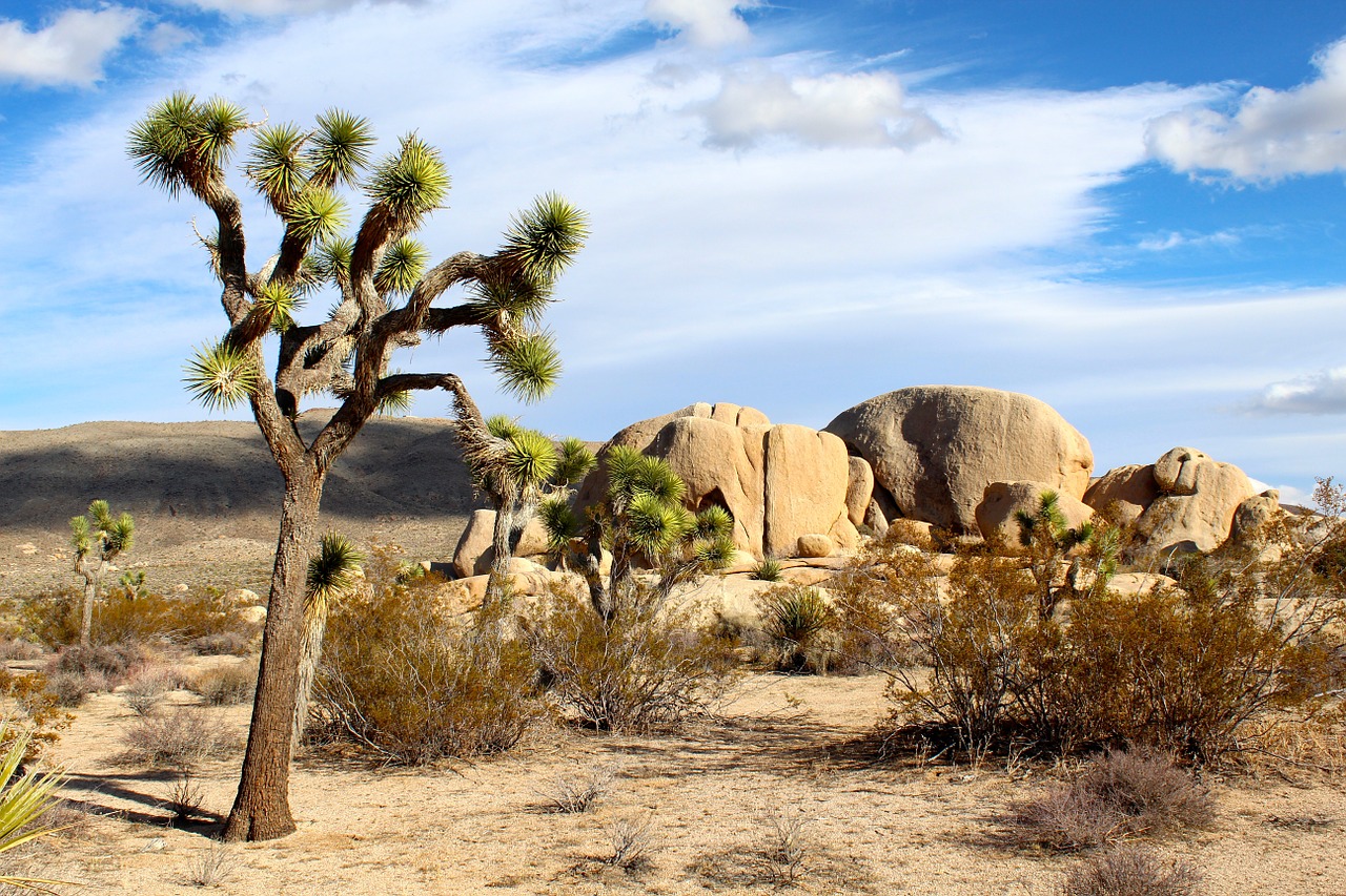 Image - joshua tree national park