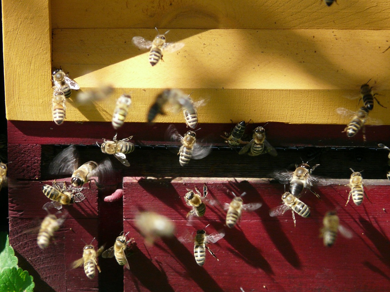 Image - honey bees bee hive honey fly hum