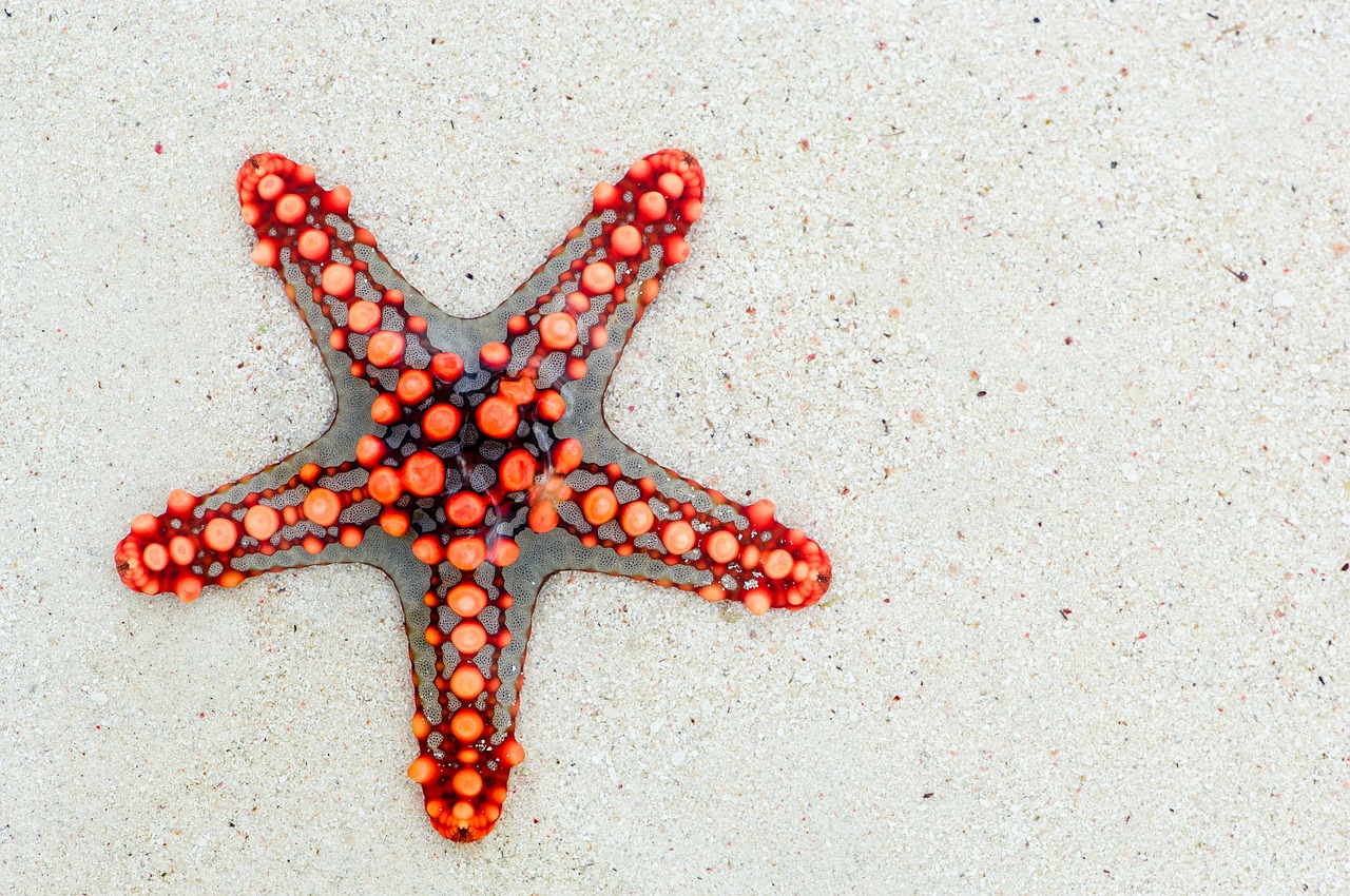 Image - starfish sea africa kenya holiday