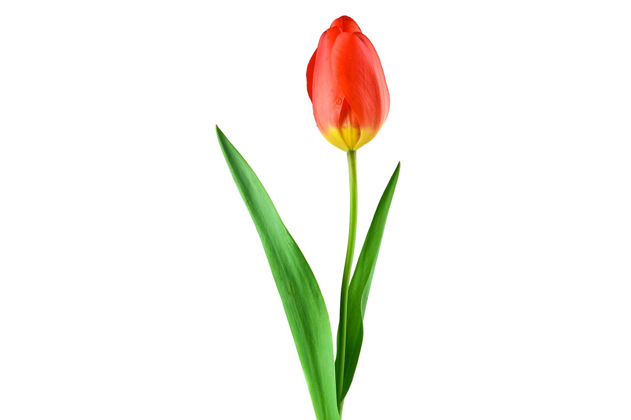 Image - tulip red plant flower stengel