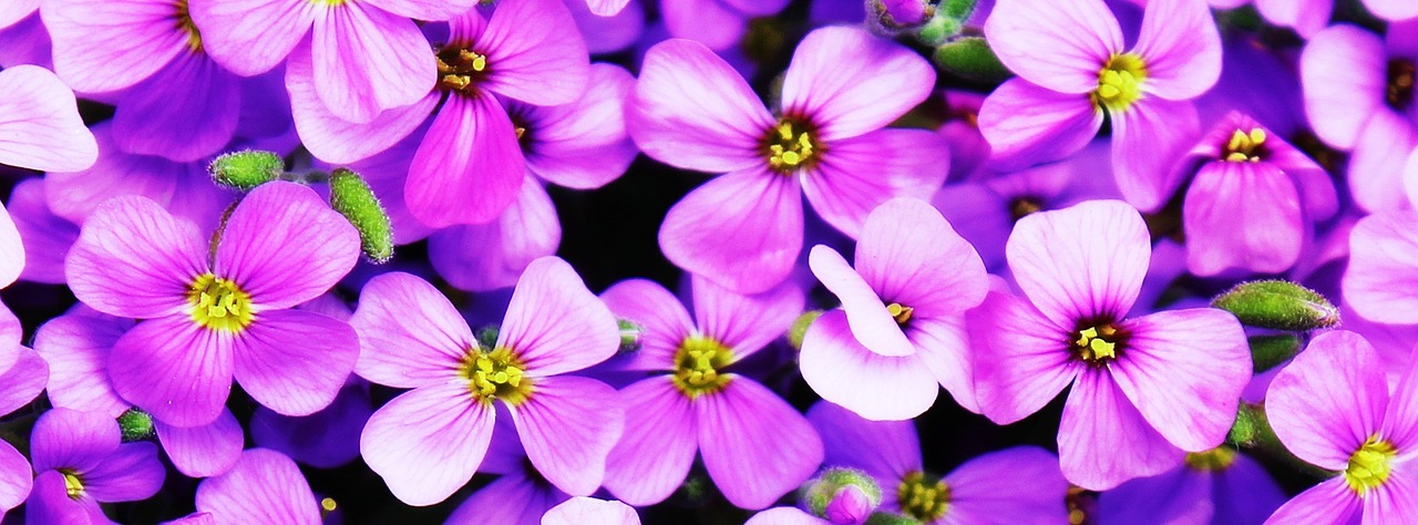 Image - flowers purple blütenmeer