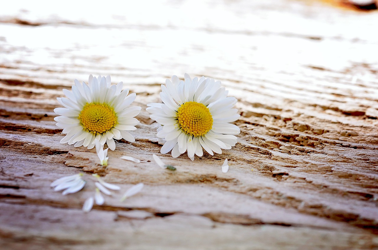 Image - daisy flowers wildflowers wood