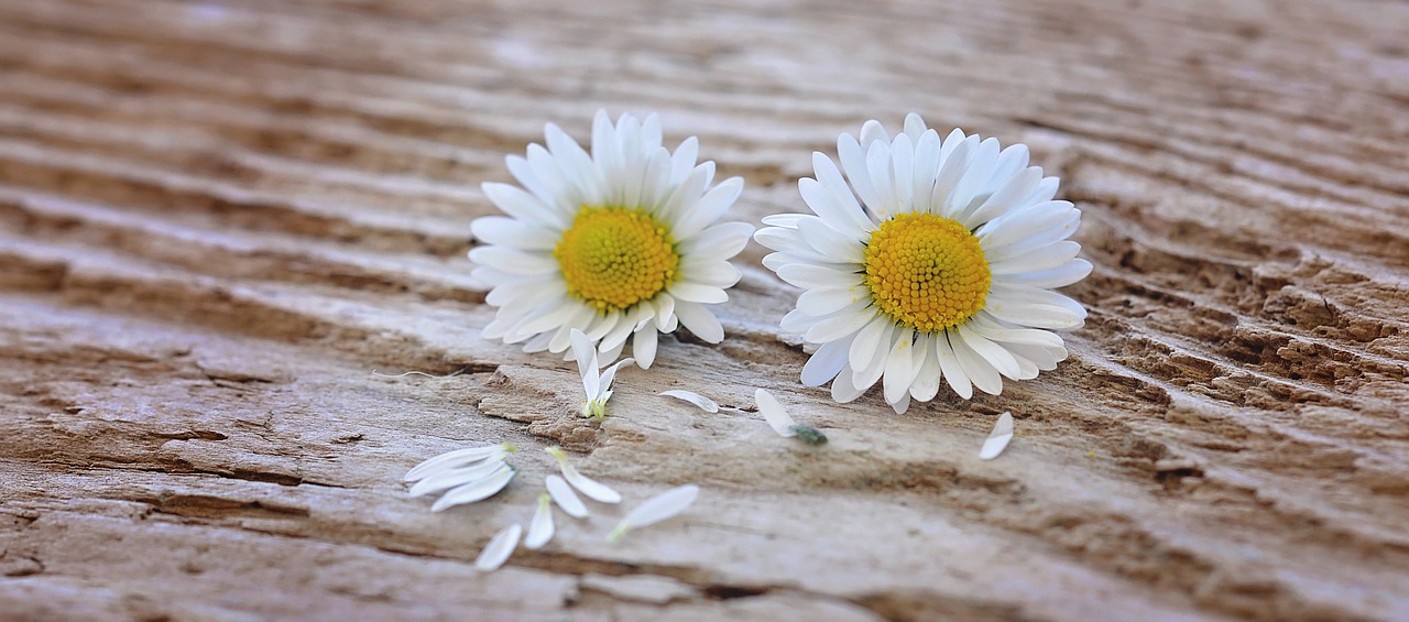 Image - flowers daisy white yellow wood