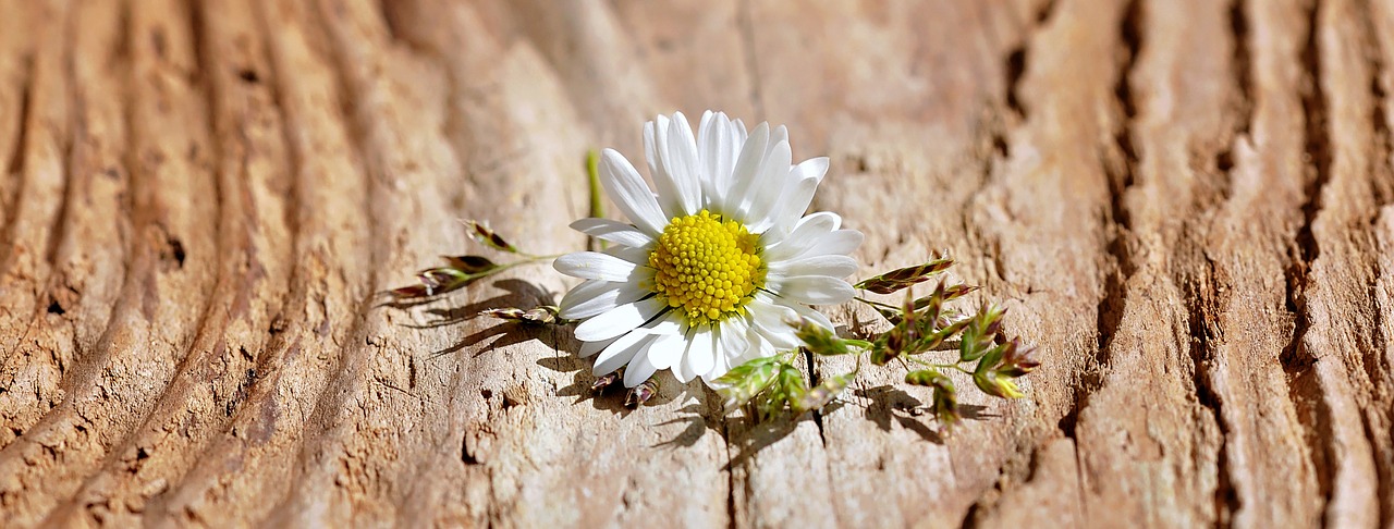 Image - flower blossom bloom white grasses