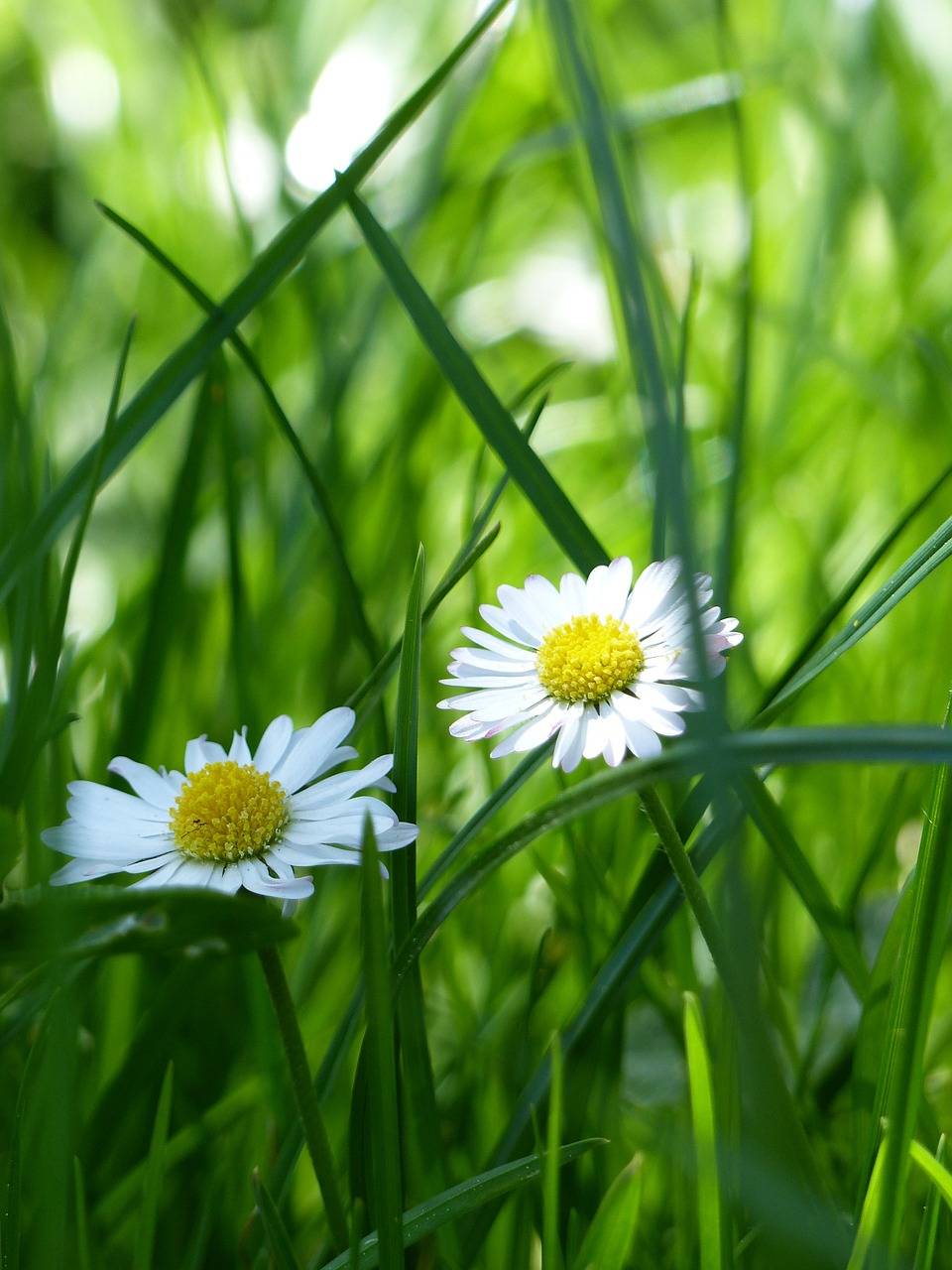 Image - daisy meadow flower meadow green