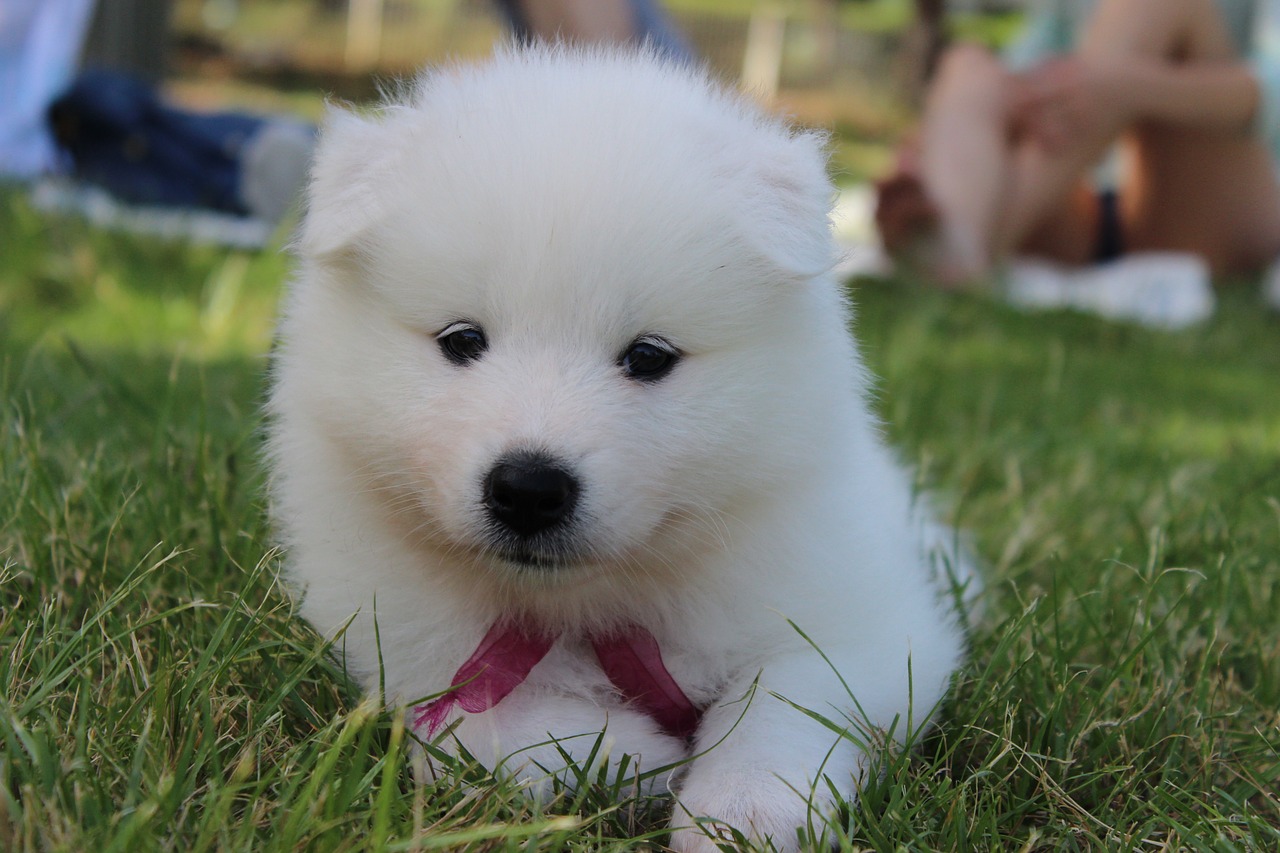 Image - dog puppy samoyed spitz white