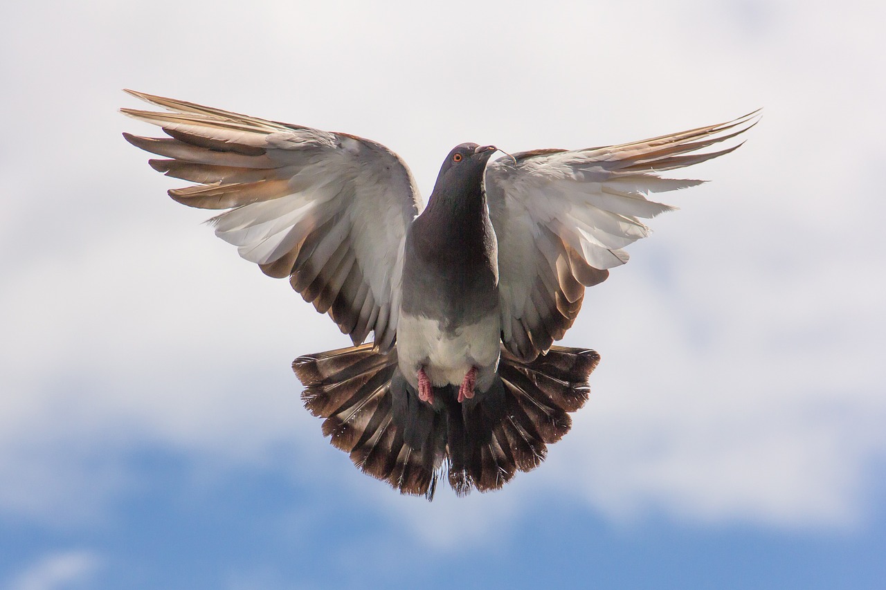 Image - pigeon flight twig