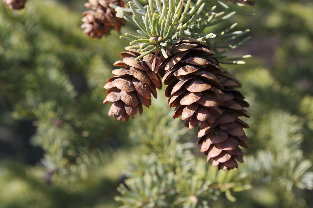 Image - pinecone pine tree tree pine cone