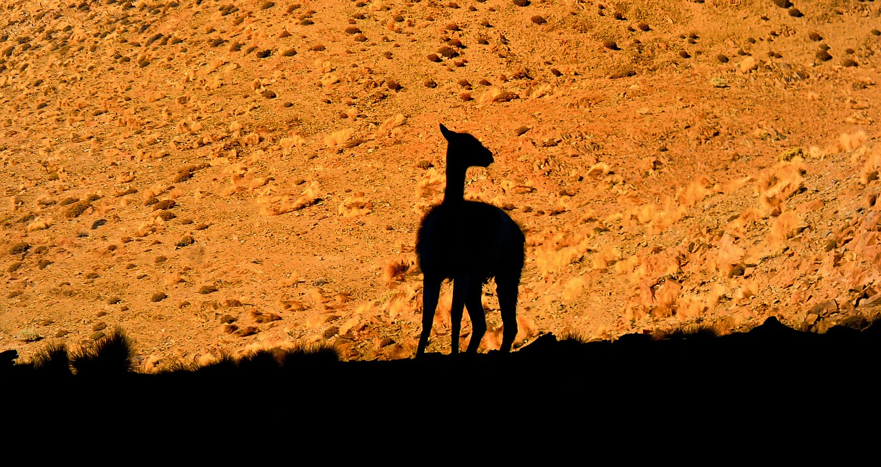 Image - llama andes desert animal wildlife