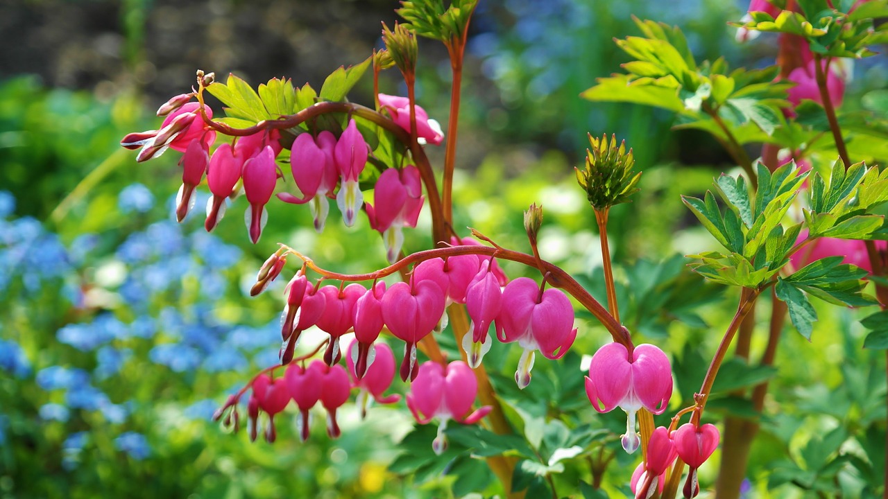 Image - bleeding heart flowers pink