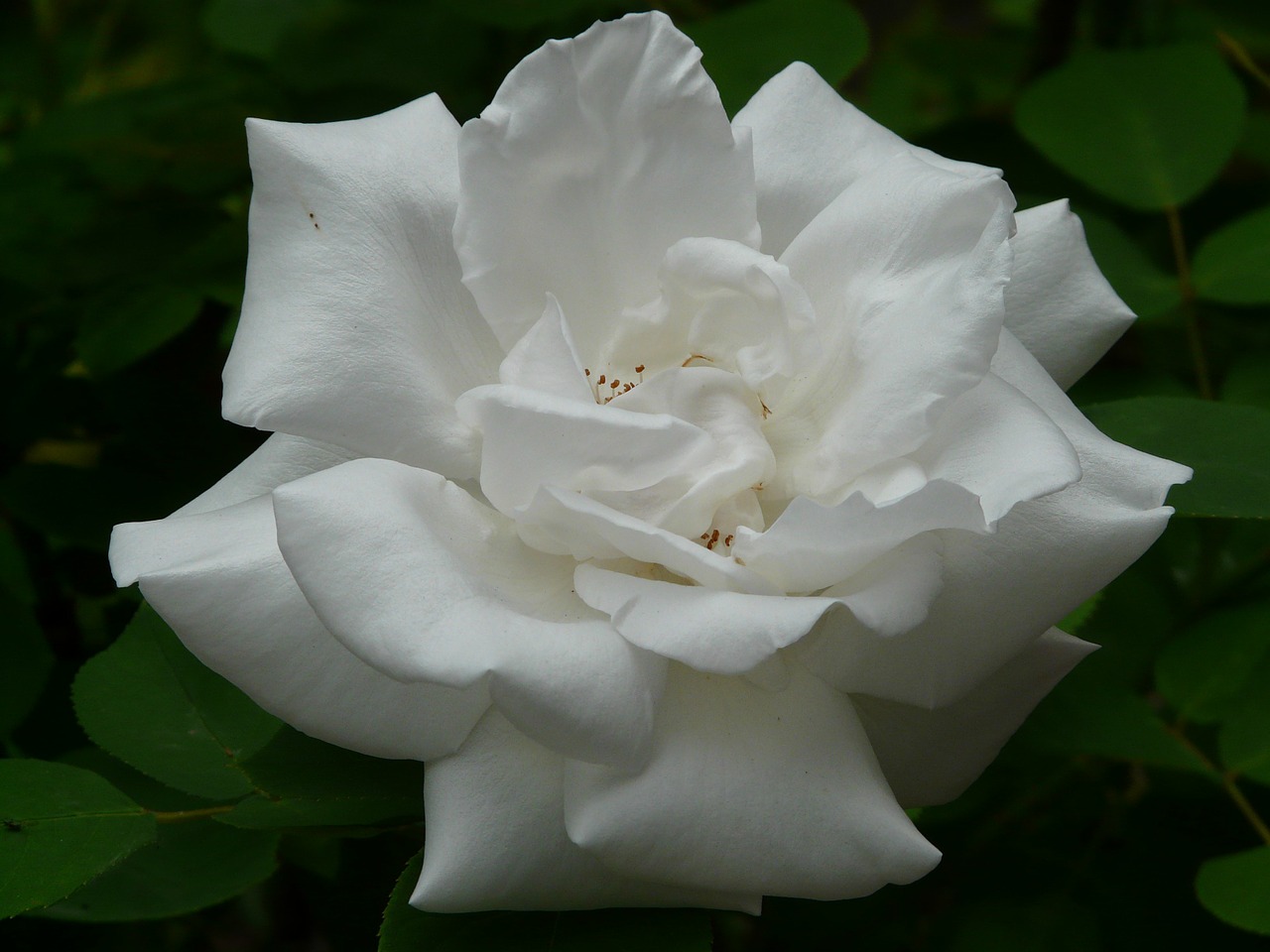 Image - white rose rose rose bloom white