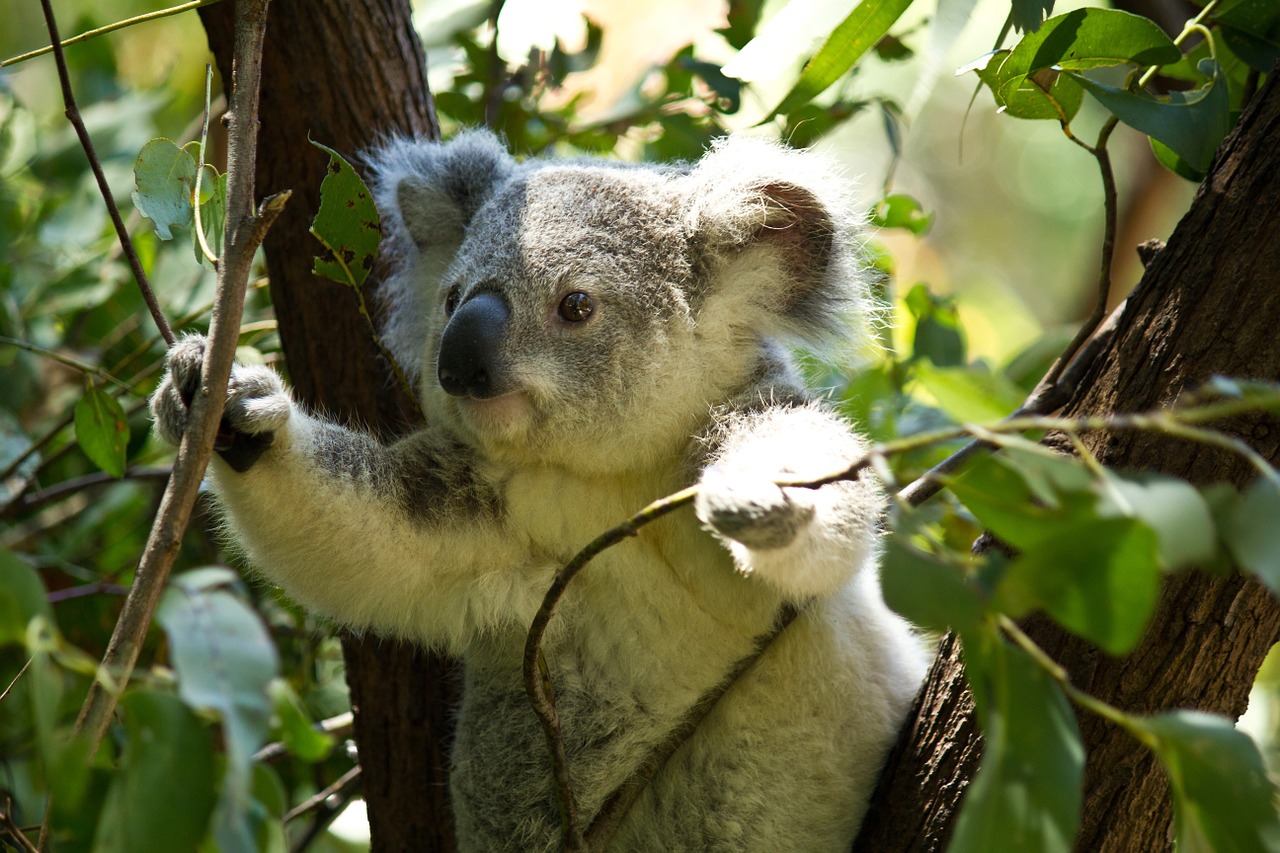 Image - koala bear koala bear wild