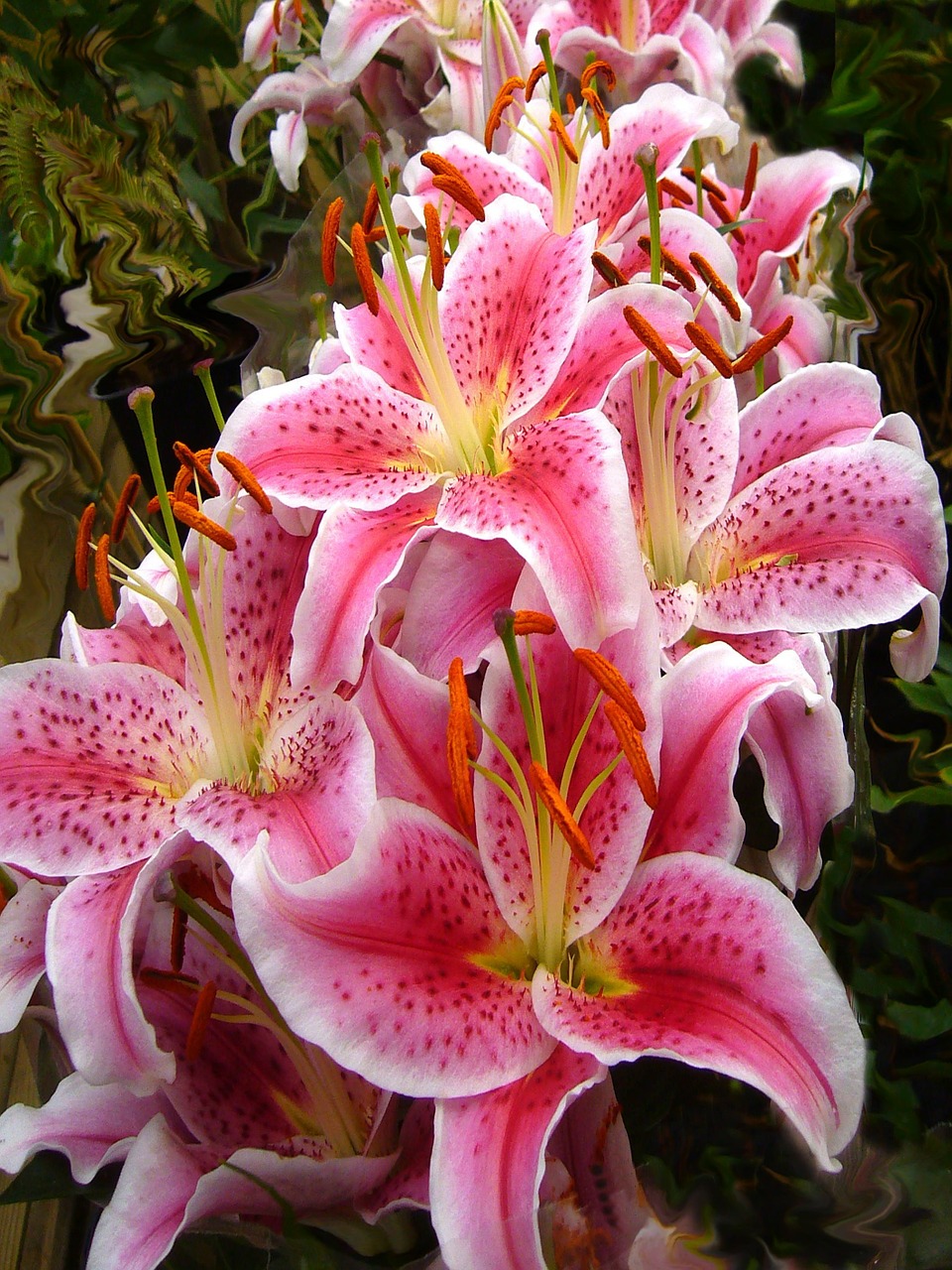 Image - pink lilies lily flowers stargazer