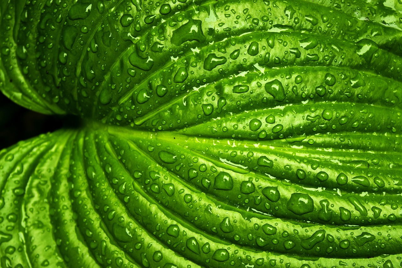 Image - leaf rain spring nature green