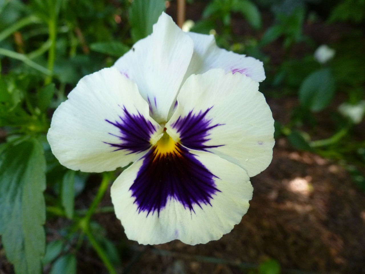 Image - pansy garden floral plant natural