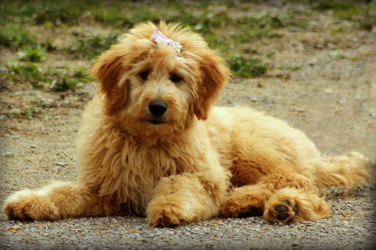 Image - goldendoodle dog puppy doodle