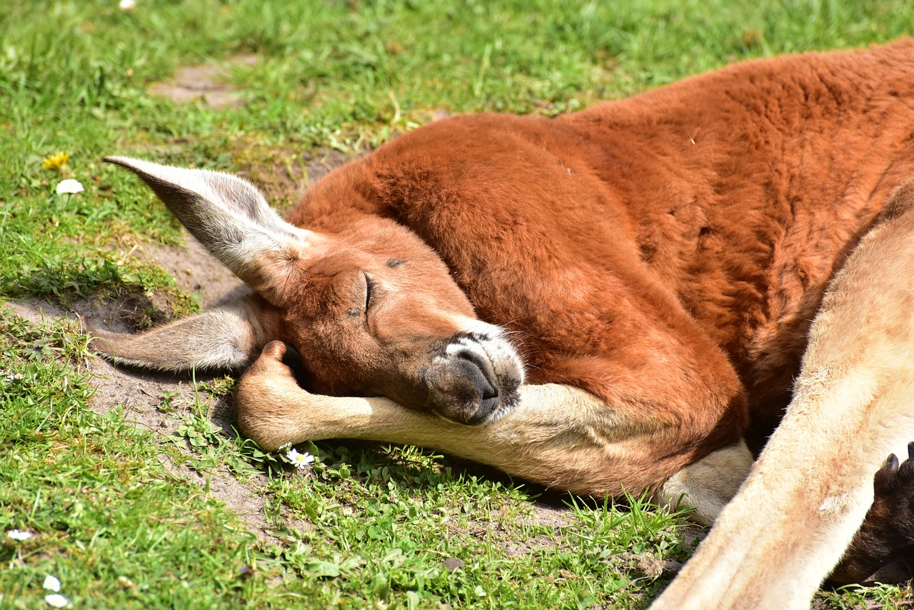 Image - kangaroos red kangaroo mammals