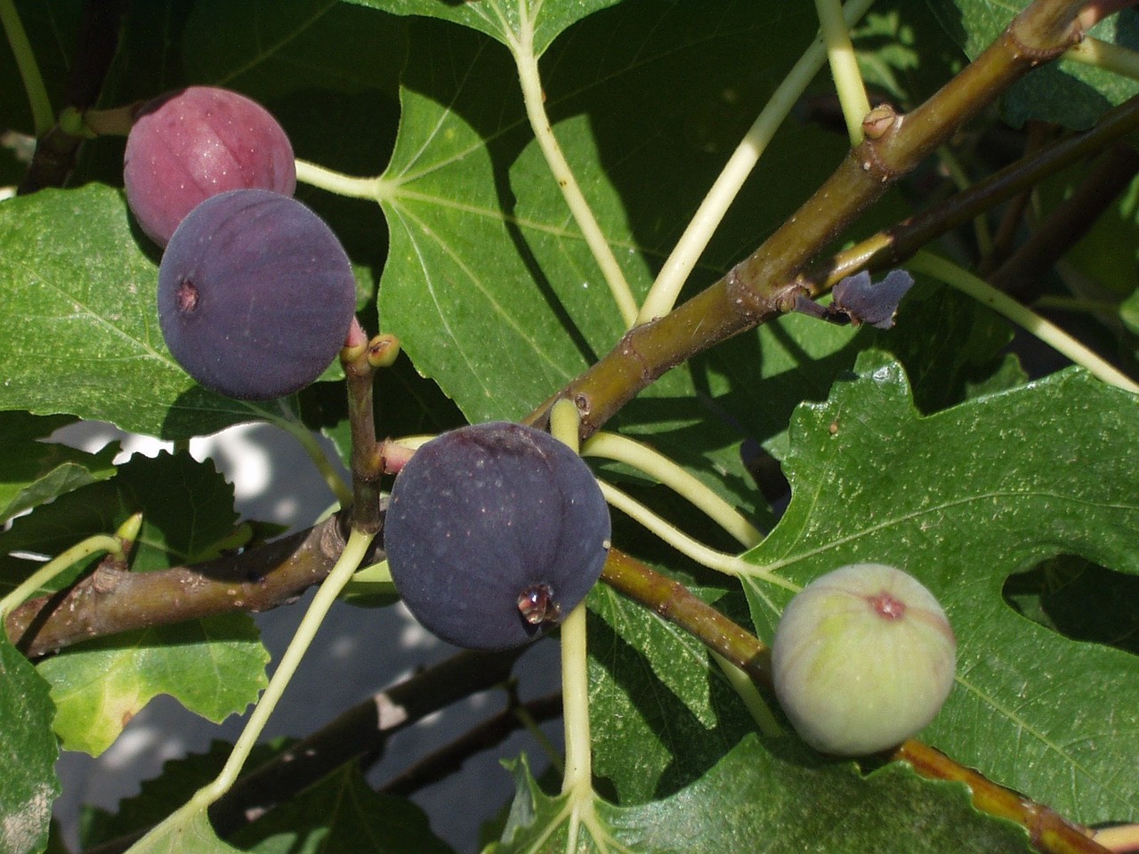 Image - figs fig tree fruits fruit purple