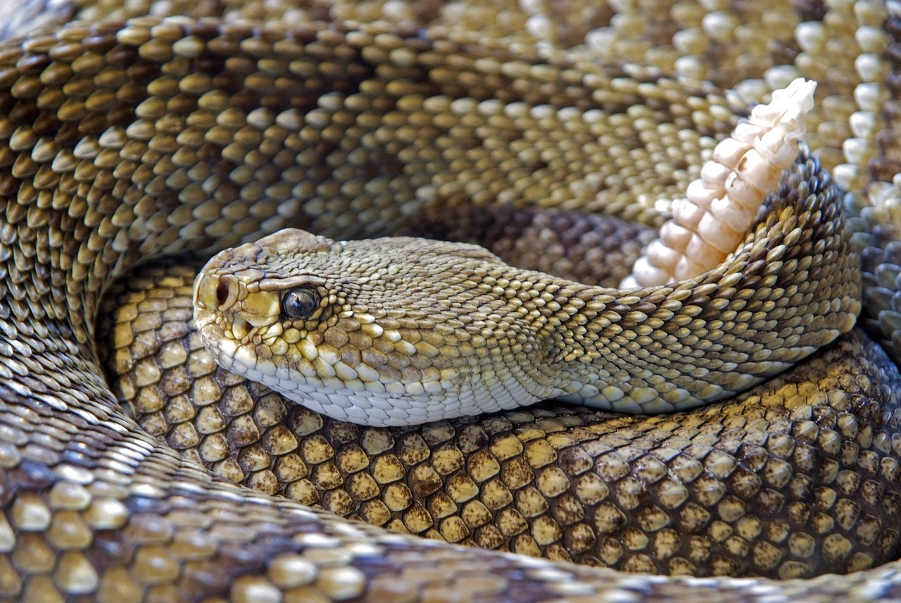 Image - snake rattlesnake reptile skin