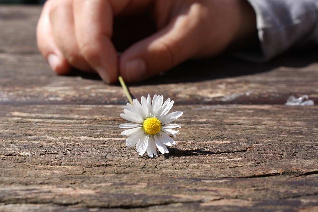 Image - daisy flower hand connectedness