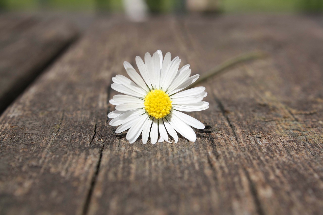 Image - daisy flower hand connectedness