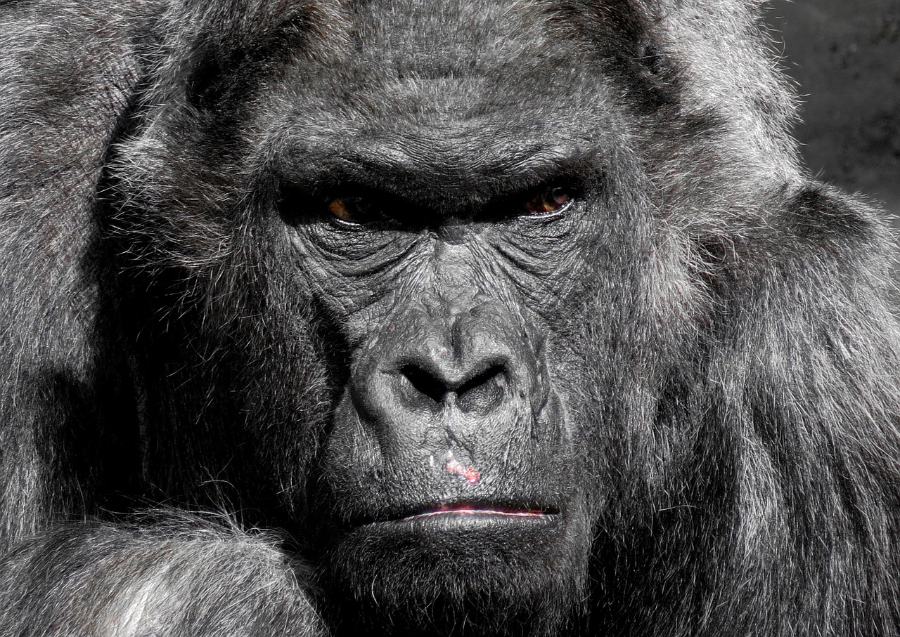 Image - gorilla monkey ape zoo silverback