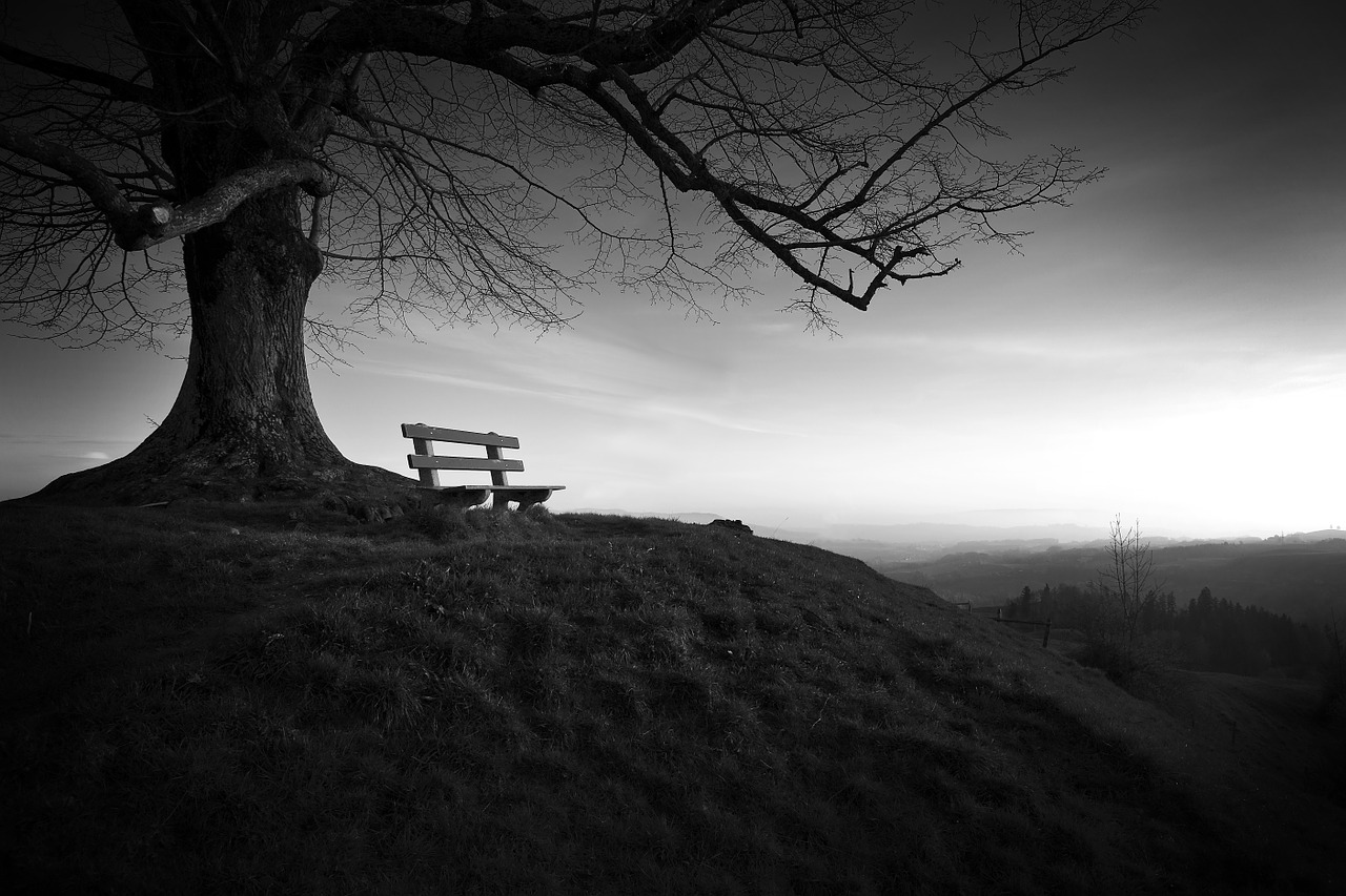 Image - tree bench solitude landscape