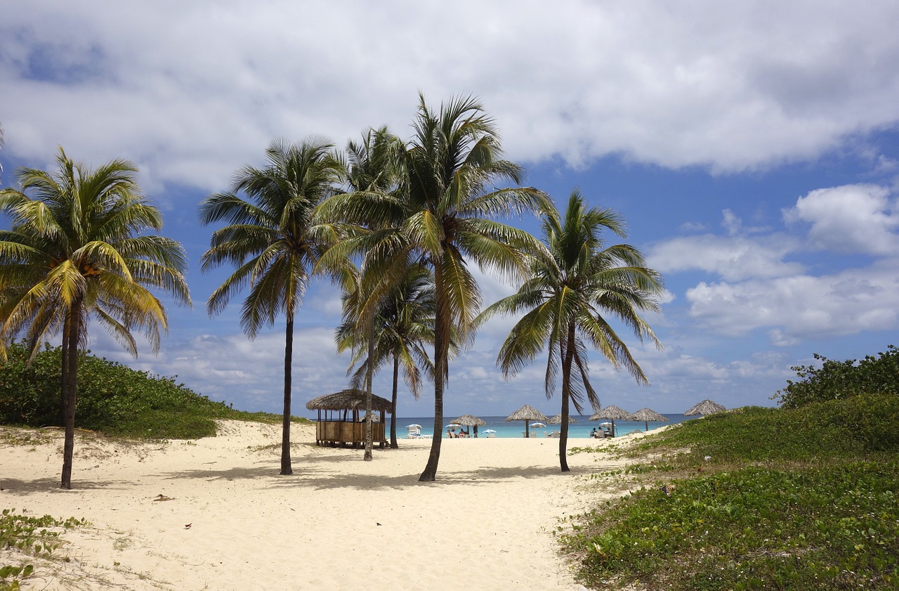 Image - beach sea dream palm trees sand