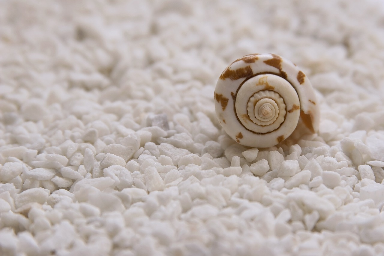 Image - mussels seashells quiet scene