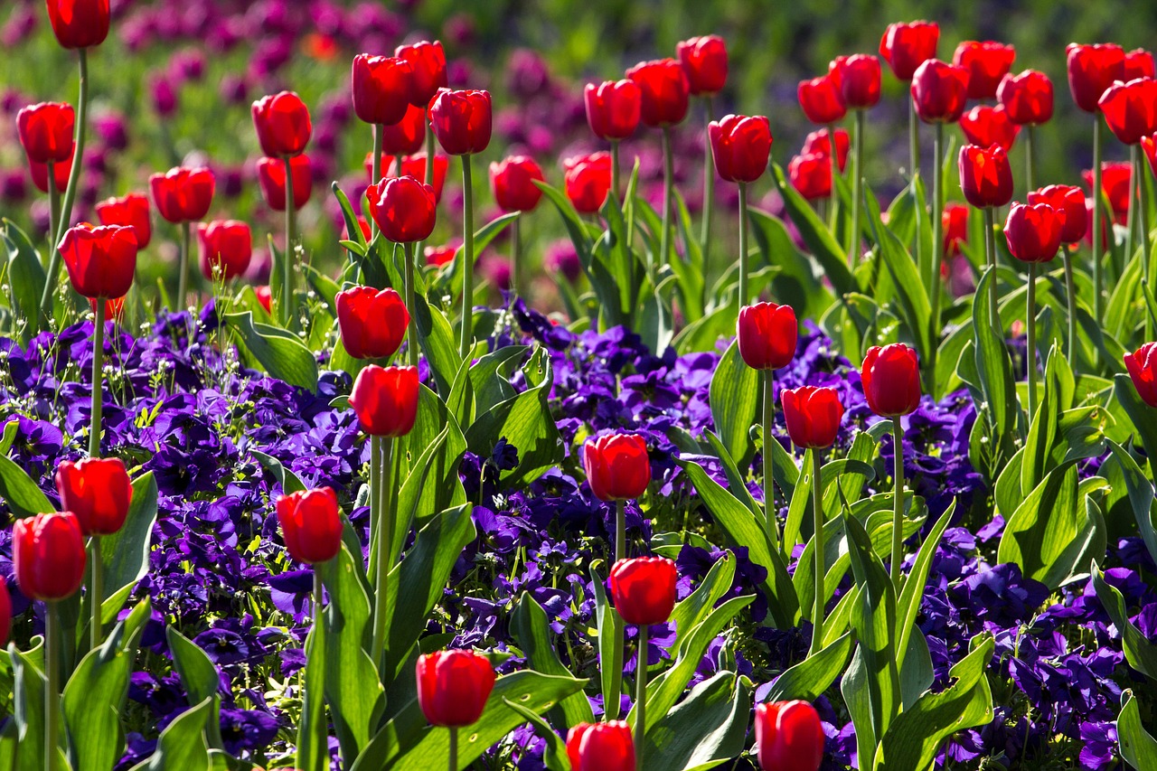 Image - tulips spring light colorful red