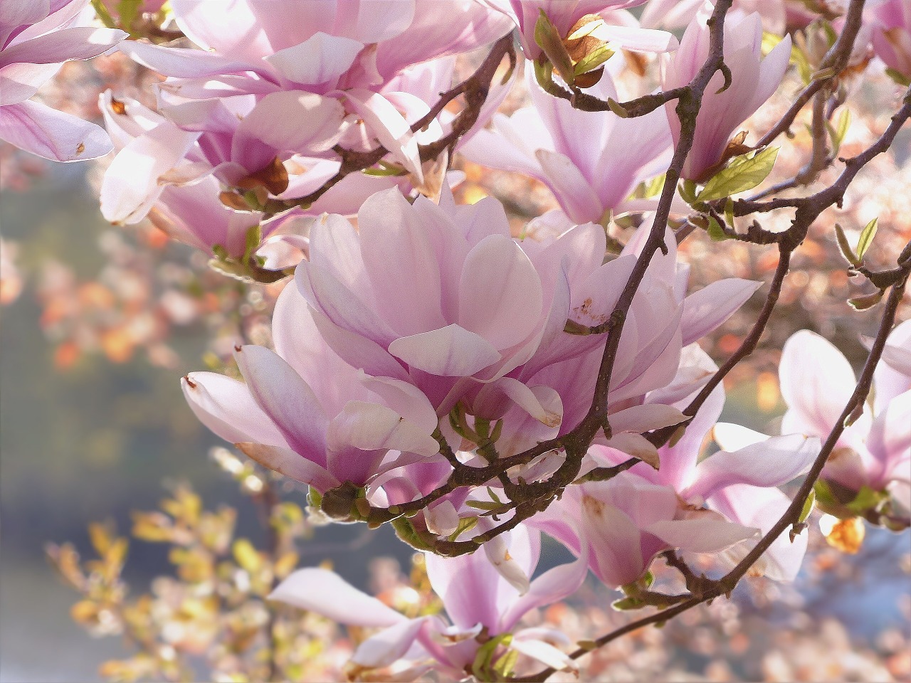 Image - tree magnolia pink flowers spring