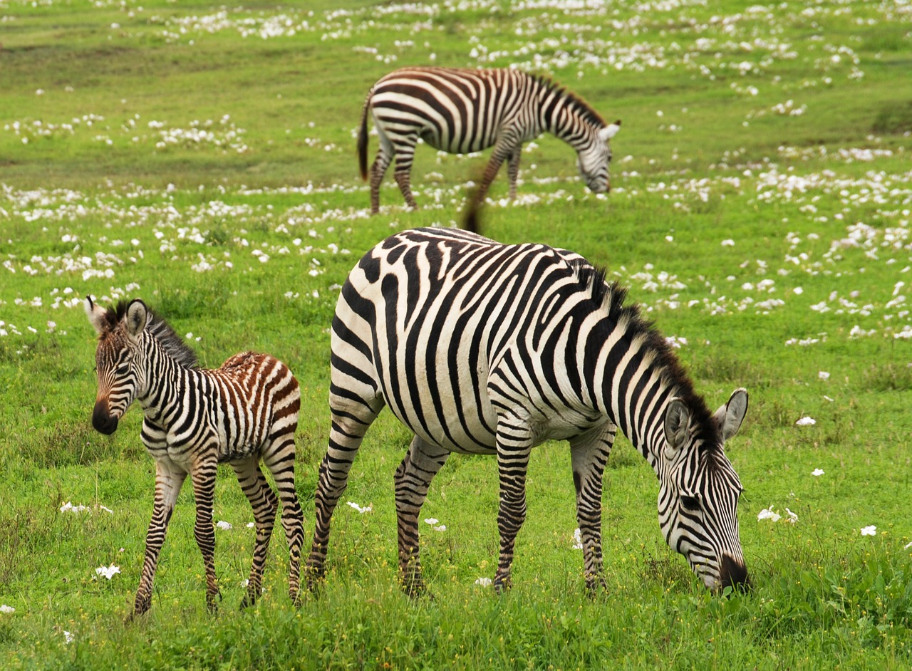 Image - baby zebra safari serengeti