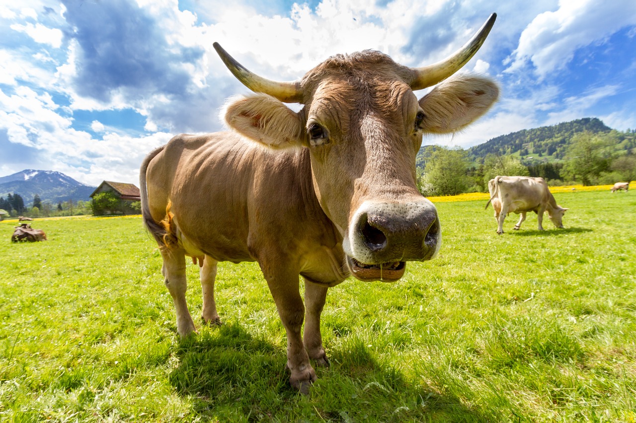 Image - cow alpine horn