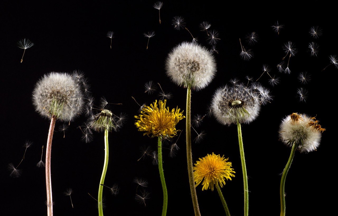 Image - dandelion macro common dandelion