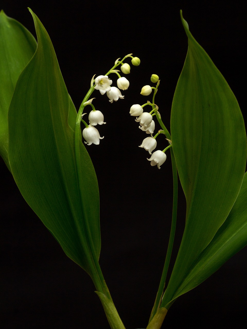Image - lily of the valley