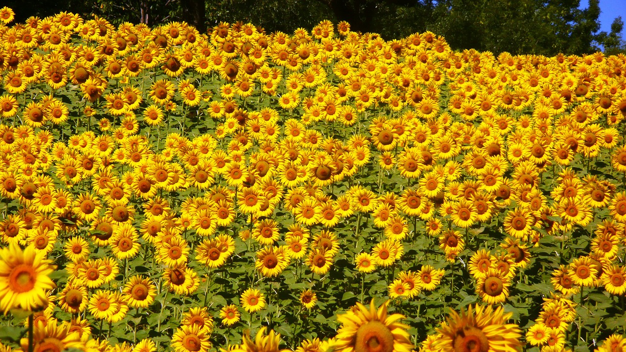Image - sunflowers abruzzo flowers summer