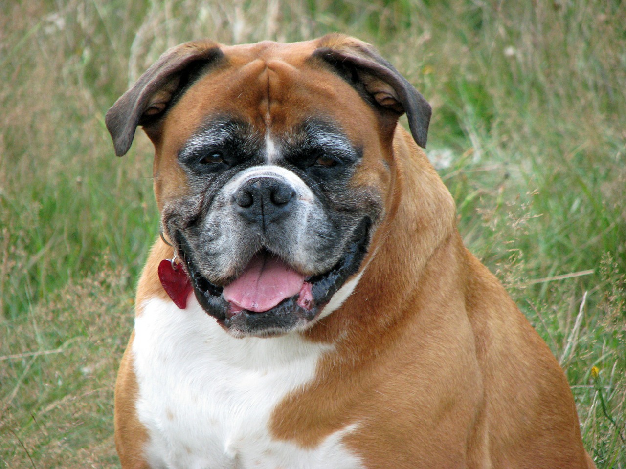 Image - boxer dog pet animal breed canine