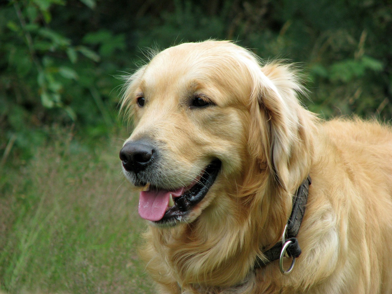 Image - golden retriever dog animal pet