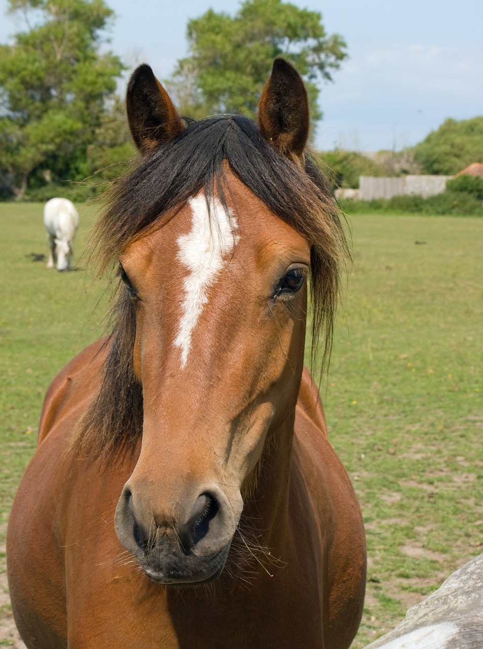 Image - horse pony horse head portrait