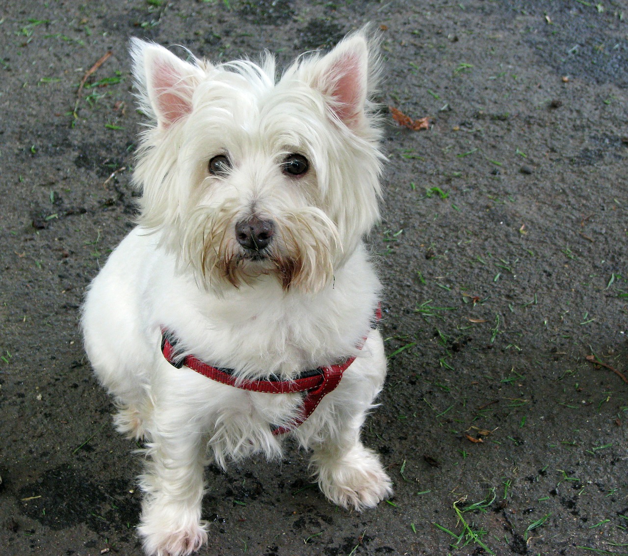 Image - west highland white terrier westie