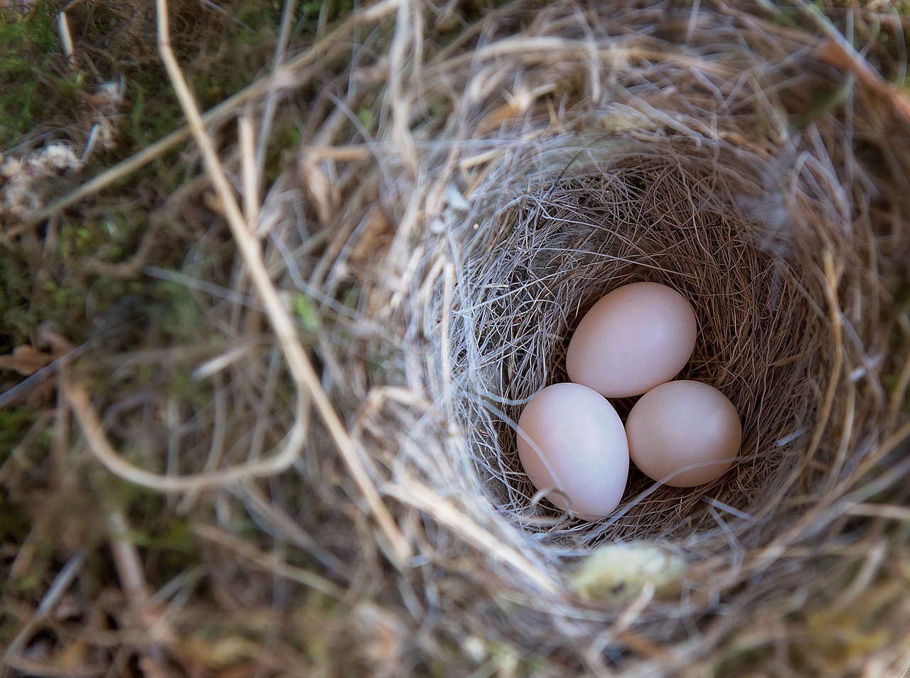 Image - bird s nest bird eggs egg nature