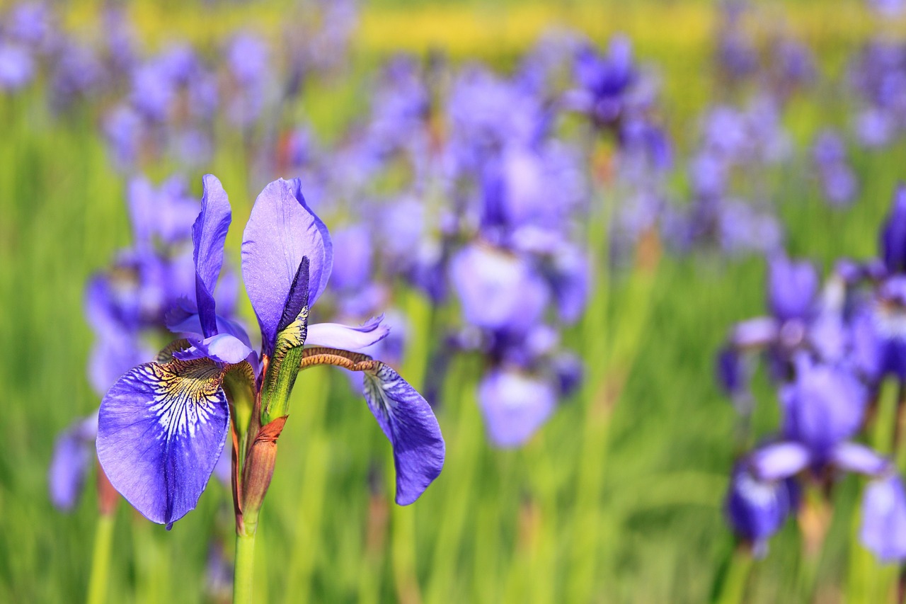 Image - flower purple flowers meadow