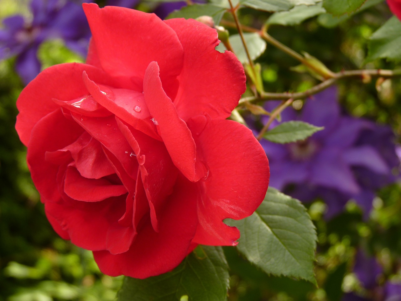 Image - rose blossom bloom red rose